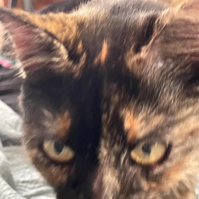Photo of Mrs. Kitty