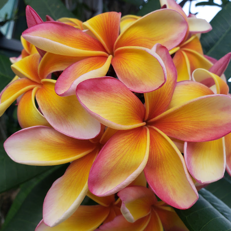 Photo of Plumeria Bodhisattva