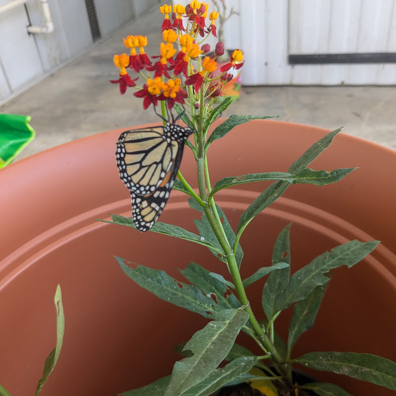 Photo of Bug Barb
