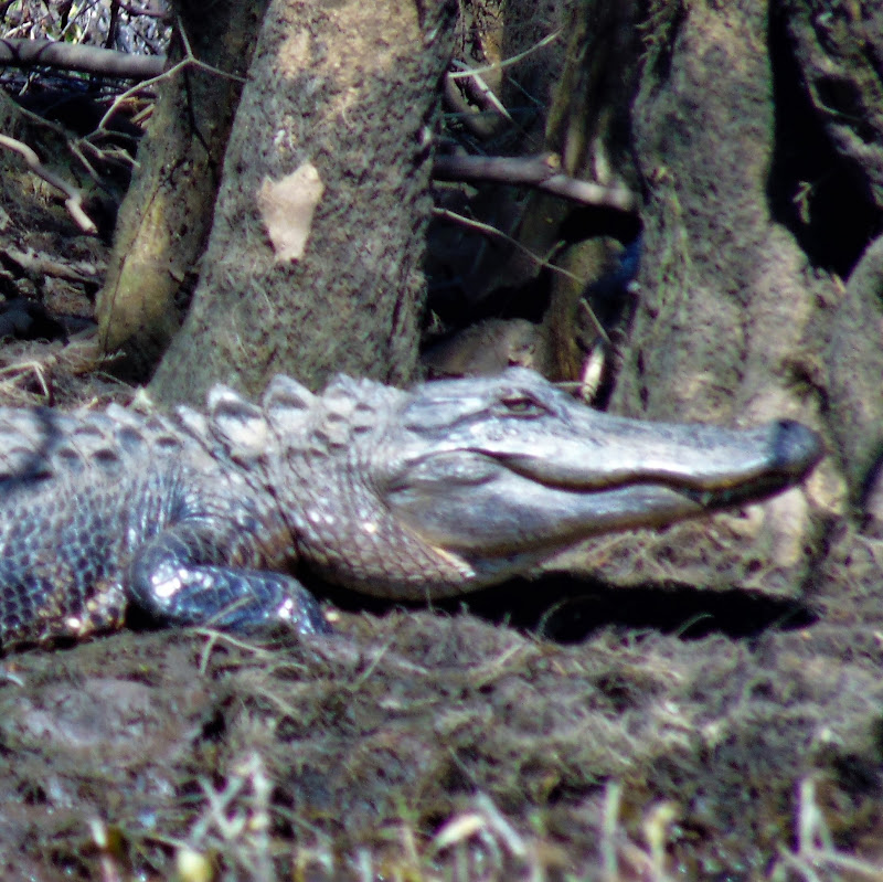 Photo of Gator Bait Adventure Tours