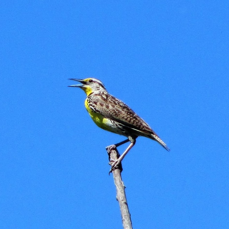 Photo of Bird Lady